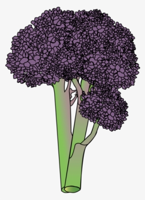 Broccoli - Bouquet