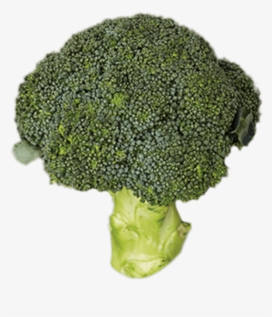 1 Head - Broccoli - Broccoli
