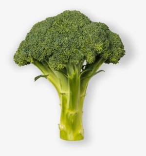 Brócoli - Broccoli