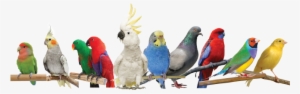 Veterinary Advice Should Always Be Sought Immediately - Cockatiels As Pets: Cockatiel Facts & Information,