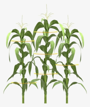 Maximize Yield Potential In Drought Conditions - Planta De Maiz Png