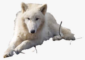 Arctic Wolf Clipart - Arctic Wolf Transparent Background
