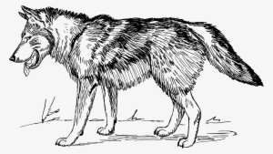 Wolf Line Drawing - Wolf Black And White Clipart