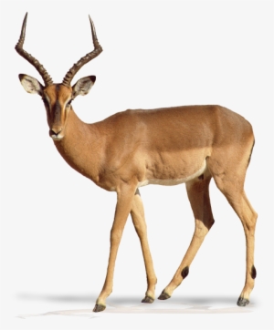 The 21st Century Safari Combines Wildlife With A Variety - Impala Animal White Background