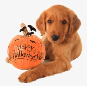 Golden Retriever Halloween Puppy Nail Art Decals - Happy Halloween Puppy