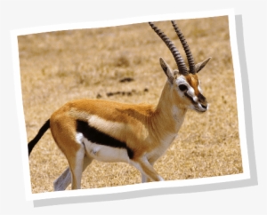 Our Animals - Thomson's Gazelle