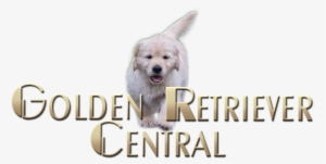 Logo - Golden Retriever