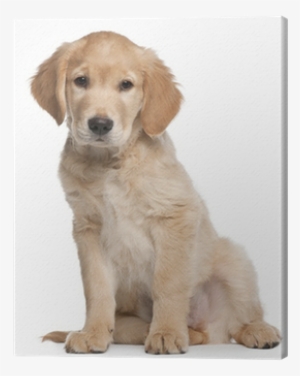 Golden Retriever Puppy, 2 Months Old, Sitting Canvas - Golden Retriever Vs Labrador Puppy