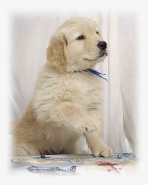 Have You Ever Housetrained A Puppy Before - Golden Retriever