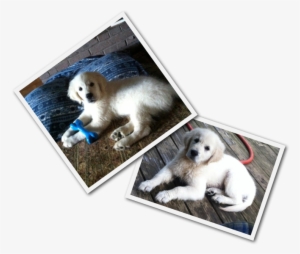 Companion Dog