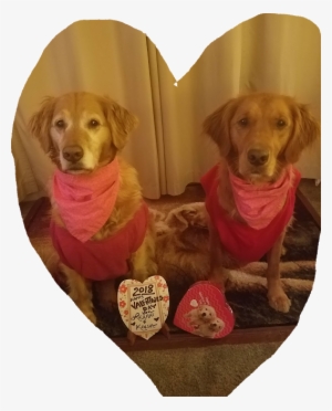 Photo - Companion Dog