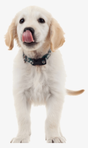 Golden Retrievers Tagged "perfect Pawprint Necklace - Transparent Background Puppy Png