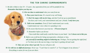 Image Golden Retriever Puppy With Ten Canine Commandments - Golden Retriever