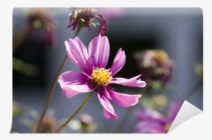 Pink Daisy Against A White Picket Fence Wall Mural - Cosmos