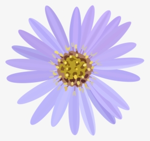 Aster Flowering Plant Daisy Family Invisibobble Lisa - Aster Clipart
