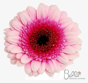 Gerbera Daisy Flowers Mini Pink Bicolor Gerbera Daisies - Bicolour Gerbera Daisy