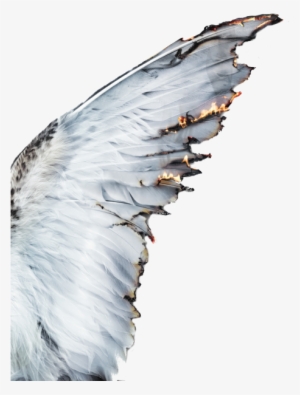 The Gallery For > White Angel Wings - Angel Wings Aesthetic