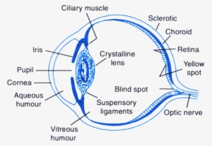 Structure Of The Human Eye - Structure Of Human Eye Class 10