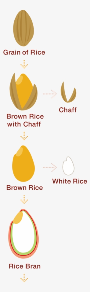 Rice Bran, A Superfood Packed With 80% Of The Nutrients - Brown Rice