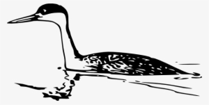 Western Grebe Svg Clip Arts 594 X 299 Px