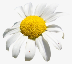 White Sunflower Png Psd Detail - Spring