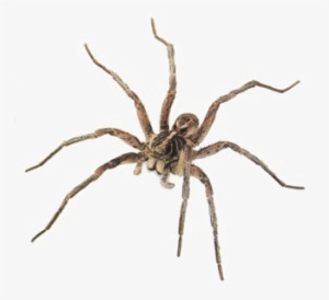 Jumping Spider Png Background Image - Florida Wolf Spider
