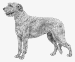 Irish Wolfhound - Irish Wolfhound Dog Png