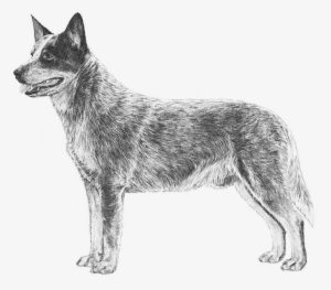 Mixed Breed - Drawing Of Cattle Dog