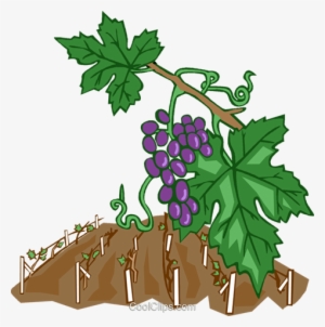 Grape Vines Royalty Free Vector Clip Art Illustration - Clipart Weinrebe Grafik Schwarz Weiß