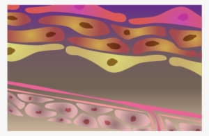 Tissues & Cells - Tissue