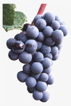 Buy Red Wine Grapevines - Brachetto Grape