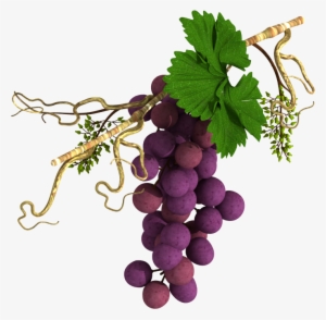 Grape Vine In Horizontal Alignment - Portable Network Graphics