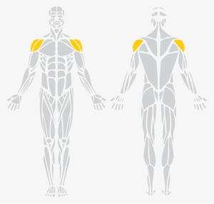 Muscle Png Image Background - Biceps Triceps And Deltoids Transparent ...