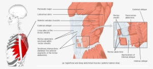 The External Muscles Of The Body, Lateral View - Rectus Abdominis