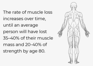 Muscle Loss As A Component Of Aging - Figure Drawing