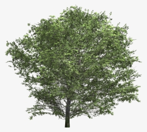 Bush Texture Png Download - Trees Floor Plan Png