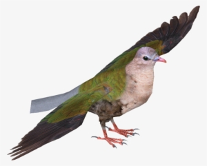 Common Emerald Dove - Pigeons And Doves