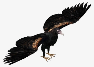 Wedge-tailed Eagle - Wedge Tailed Eagle Png
