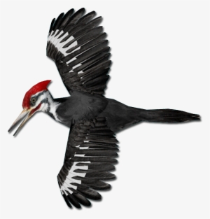 Pileated Woodpecker - Png Images Of Woodpecker