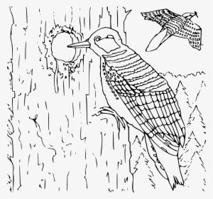 This Free Icons Png Design Of Coloring Book Woodpecker