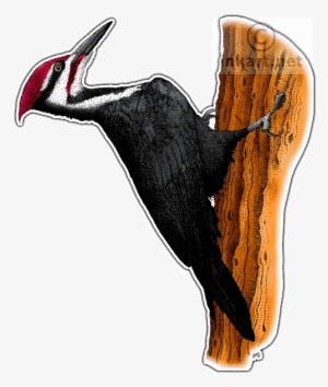 Pileated Woodpecker Decal - Colours Of A Woodpecker