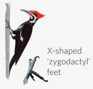 It's Woodpecker Week On Inaturalist Jan - Inaturalist