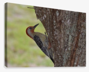Red-headed Woodpecker Canvas Print - Red Bellied Woodpecker