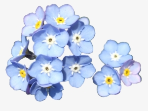 Forget Me Not - Forget Me Not Png