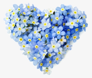 Forget Me Not Package - Forget Me Not Flower Png