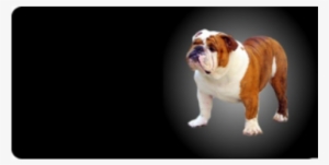 English Bulldog Photo License Plate Free Personalization
