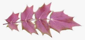 Autumn Leaves With Transparent Background - Leaf