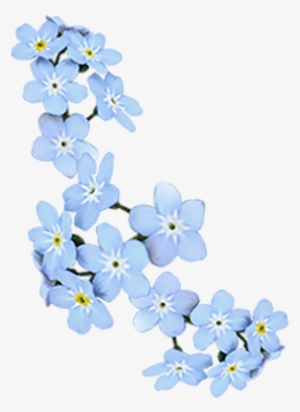 Show More Notesloading - Alpine Forget-me-not