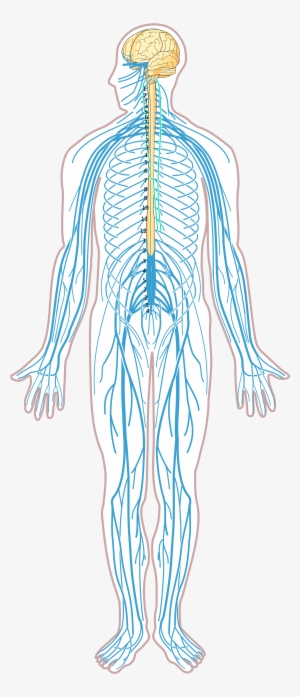 Open - Nervous System Diagram Without Labels