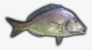 Porgy Fish Mount - Porgy Fish